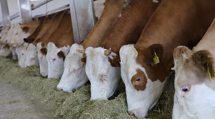 Sayıştay denetçisi, projenin TİGEM’e bağlı işletmelere, yönetim kurulu kararı alınmadan bir yazıyla bildirildiğini fark etti