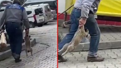 Yavru köpeğe eziyet eden işçiye ceza