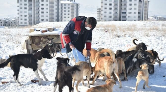 Ankara'da sokak hayvanları için günde 1 ton mama üretilecek