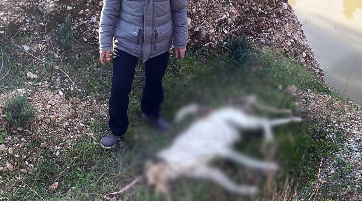 Bodrum Bitez'de bir çoban köpeği işkence yapılarak öldürüldü!