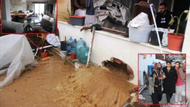 Bodrum'da evleri su bastı, sokak hayvanları boğuldu