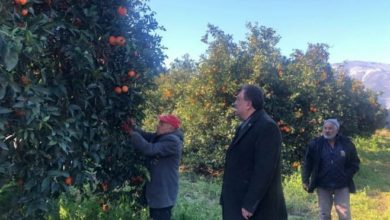 CHP'li Özer, Finike portakalının yok olma tehlikesine dikkat çekti