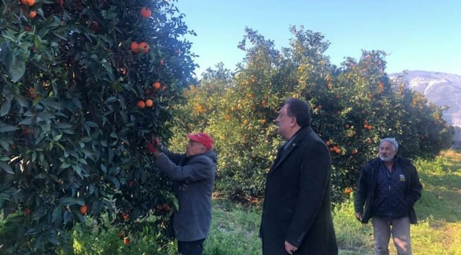 CHP'li Özer, Finike portakalının yok olma tehlikesine dikkat çekti