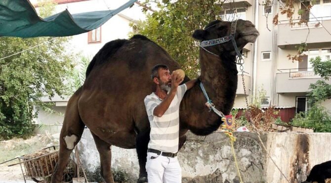 Eğittiği devenin ahırında cansız bedeni bulundu!