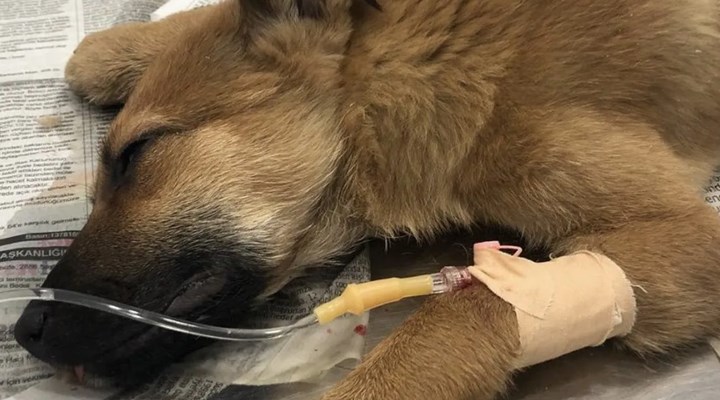 Fatih'te tecavüz edilen yavru köpek yaşam mücadelesi veriyor