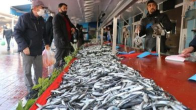 Hamsinin fiyatı dudak uçuklattı!