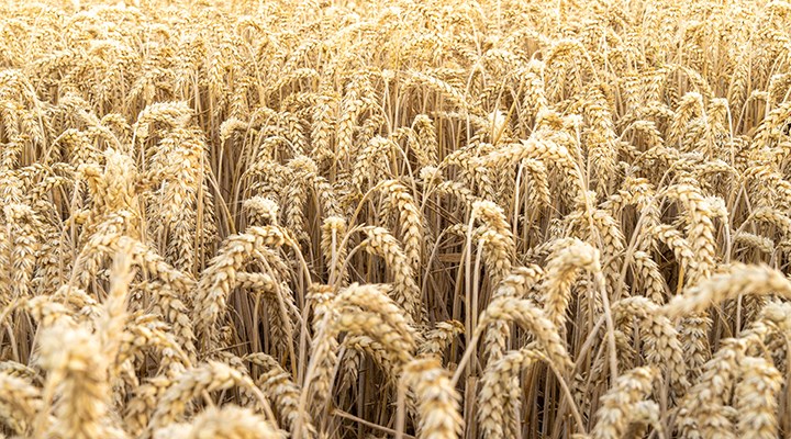 TMO, 335 bin ton buğday ithal edecek
