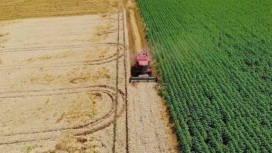 TÜİK, Tarım Ürünleri Üretici Fiyat Endeksi’ni Açıkladı