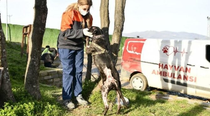 'Yasaklı ırk' köpekleri terk edenlerin ödeyeceği ceza belli oldu