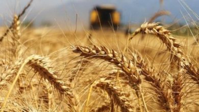 Buğday fiyatları son 10 yılın en büyük yükselişini kaydetti