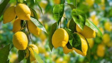 CHP'li 4 büyükşehir belediyesinden Mersin'deki limon üreticisine destek