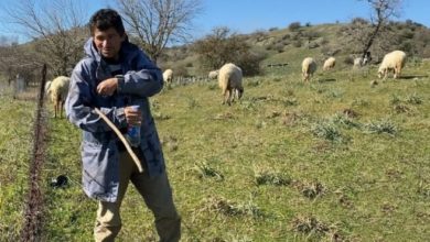 Koyun güderek 1000 dönüm arazi satın aldı