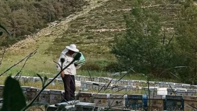 Milas'ın Bal Ormanları’ndaki katliam durduruldu