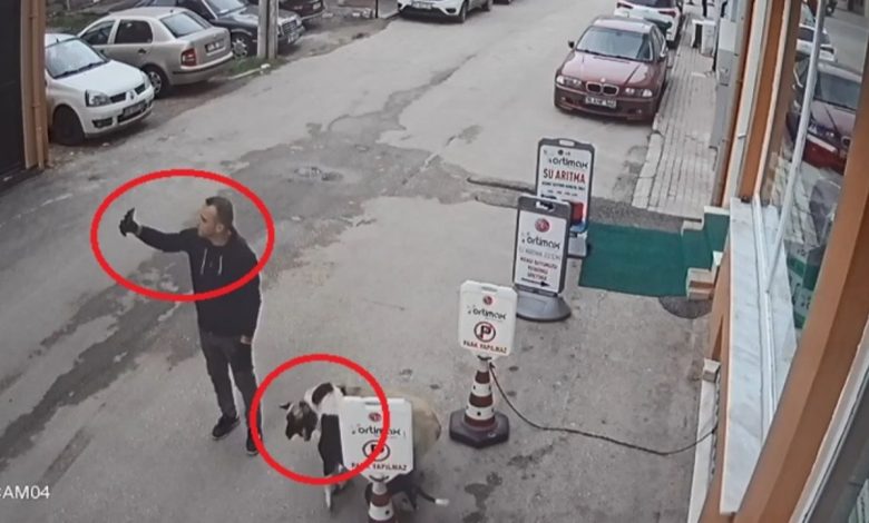 Selfie çekerken pitbull sokak köpeğine saldırdı