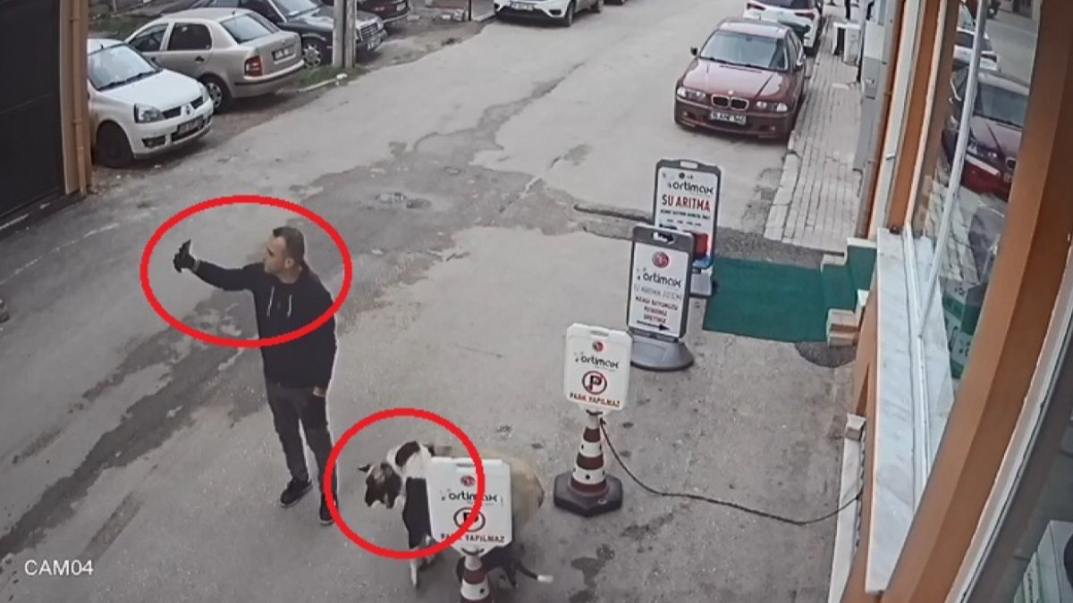 Selfie çekerken pitbull sokak köpeğine saldırdı