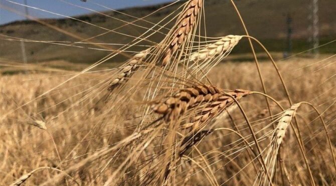 Tarım Bakanlığı'ndan 'buğday' açıklaması