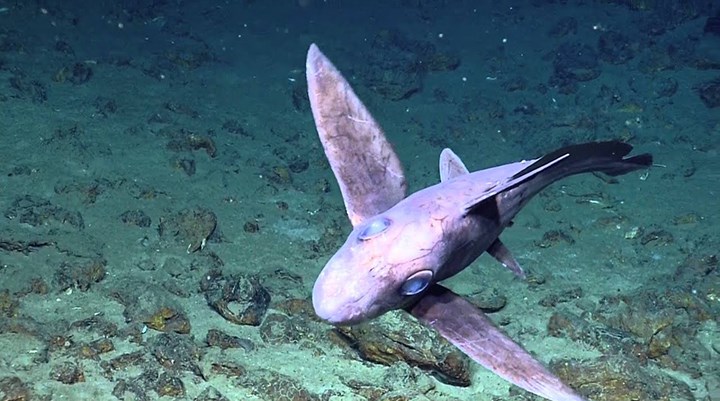 Yeni Zelanda'da hayalet köpek balığı yavrusuna rastlandı