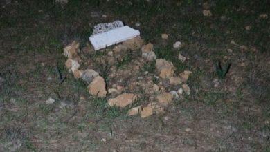 Antalya'da ormandaki mezardan cansız köpek çıktı
