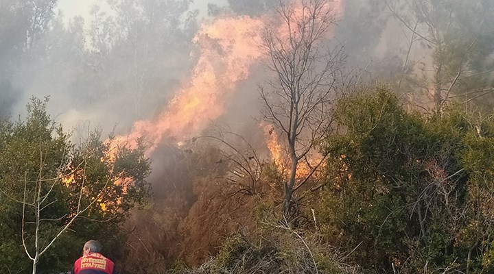 Aydın'da orman yangını: 1 kişi tutuklandı
