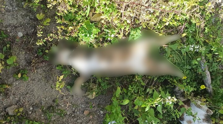 Bodrum'da 9 hayvan zehirlenerek katledildi