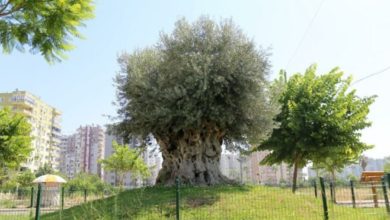 CHP'li Antmen'den zeytinliklere 'tırpan' yasası için araştırma önergesi