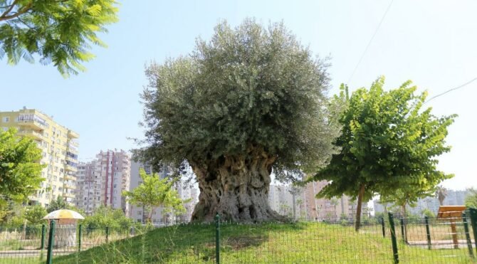 CHP'li Antmen'den zeytinliklere 'tırpan' yasası için araştırma önergesi