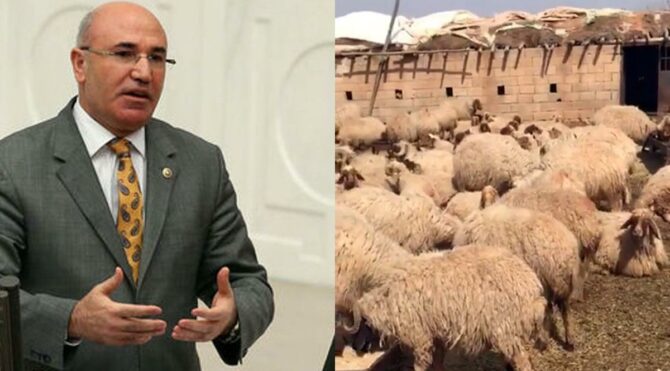 CHP'li Tanal: Adana'da 17 koyun gözaltına alındı