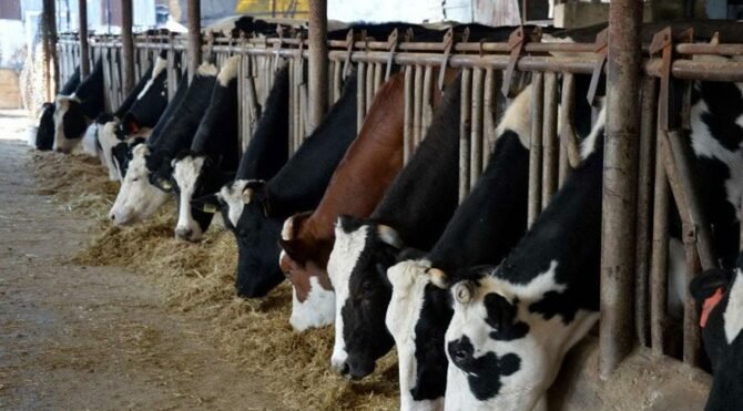 Et ve süt sektörünün geleceği tehlikede