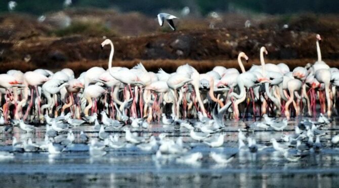 Flamingo cenneti inşaat tehdidiyle karşı karşıya