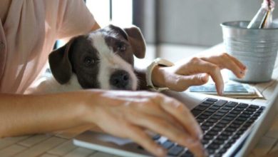 Hasta köpeği için işe gitmeyip atılan işçi için iyi haber!