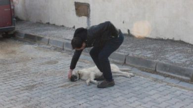 Kilis'te vicdansız sürücü köpeği ezerek kaçtı