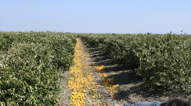 Limonları satamadığı için yere döken çiftçi CHP'li Barut'a isyan etti