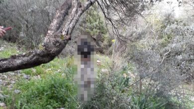 Muğla'da vahşet: Köpeği öldürüp ağaca astılar