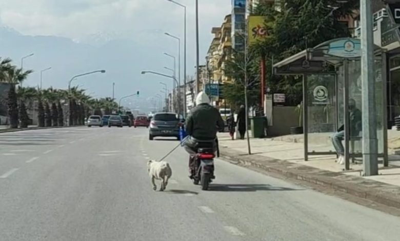 Sürücü Denizli'de motosiklete bağladığı köpeği koşturdu