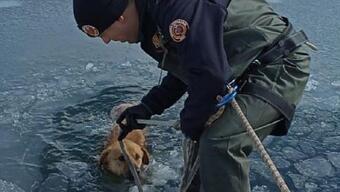 Gölete düşen köpek donmak üzereyken kurtarıldı