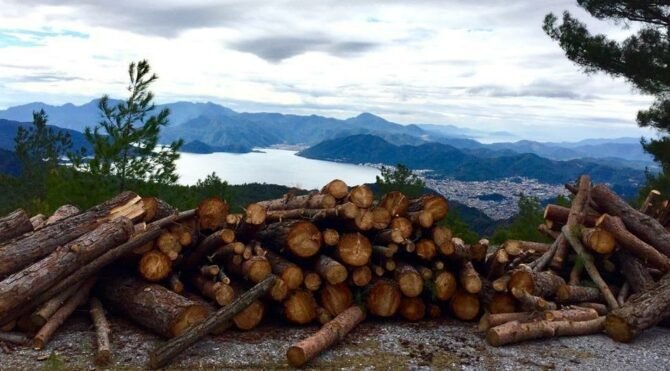 Türkiye Ormancılar Derneği, aşırı odun tüketimine dikkat çekti