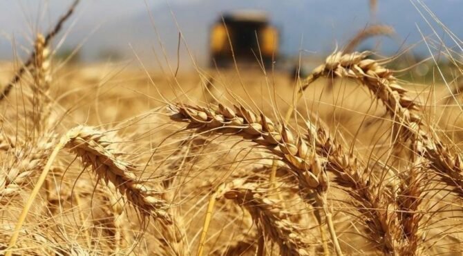 Ukrayna mısır ve ayçiçeği üretimini azaltacak