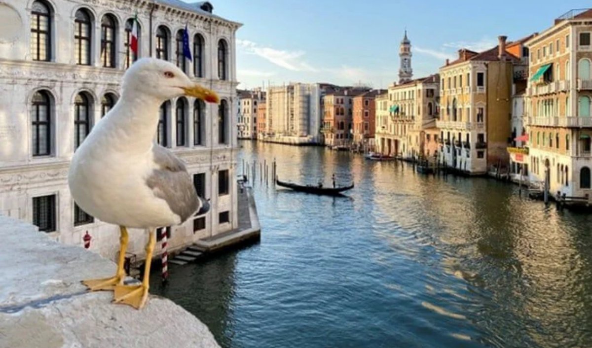 Venedik te martılara karşı su tabancalı önlem #2
