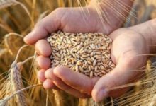 Yağlı tohumlu bitki üretimine hibe desteği 