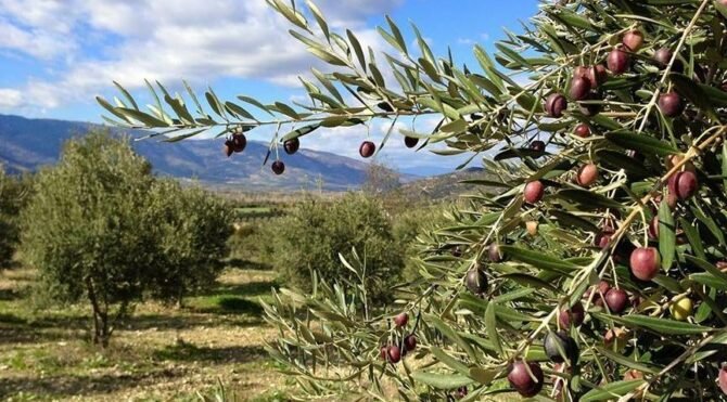 Zeytinliklerin maden sahasına çevrilmesinin önü açıldı