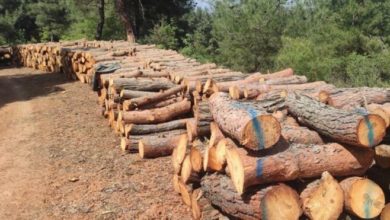 Ağaç katliamı: Yüzlerce genç çam ağacı kesildi