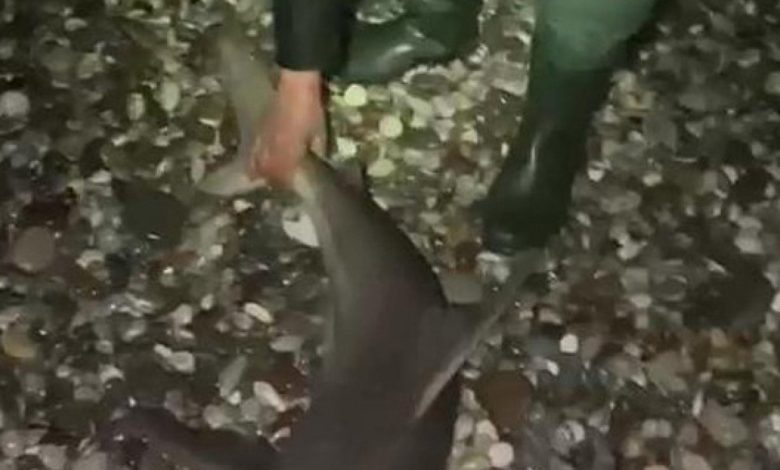 Antalya'da köpek balığını denize bıraktılar