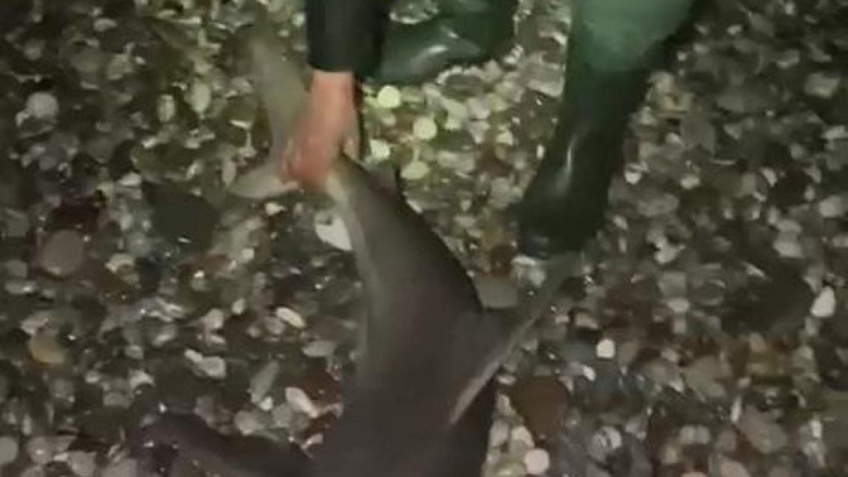 Antalya'da köpek balığını denize bıraktılar