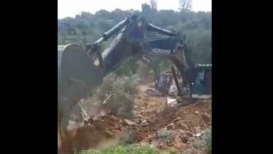 Aydın-Denizli Otoyolu için binlerce zeytin ağacı yok edildi