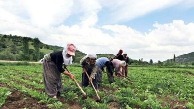 Ayvacık Ziraat Odası Başkanı: Çiftçilerimize hakaret kabul ediyoruz