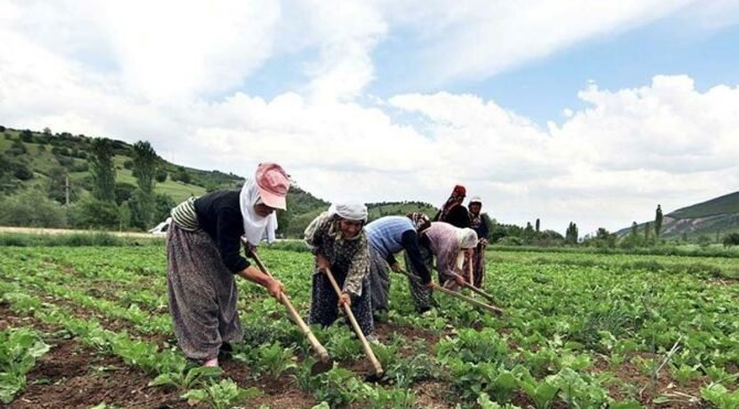 Ayvacık Ziraat Odası Başkanı: Çiftçilerimize hakaret kabul ediyoruz