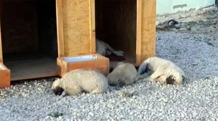 Belediyenin hayvan otelinde 8 köpeğin cansız bedeni bulundu