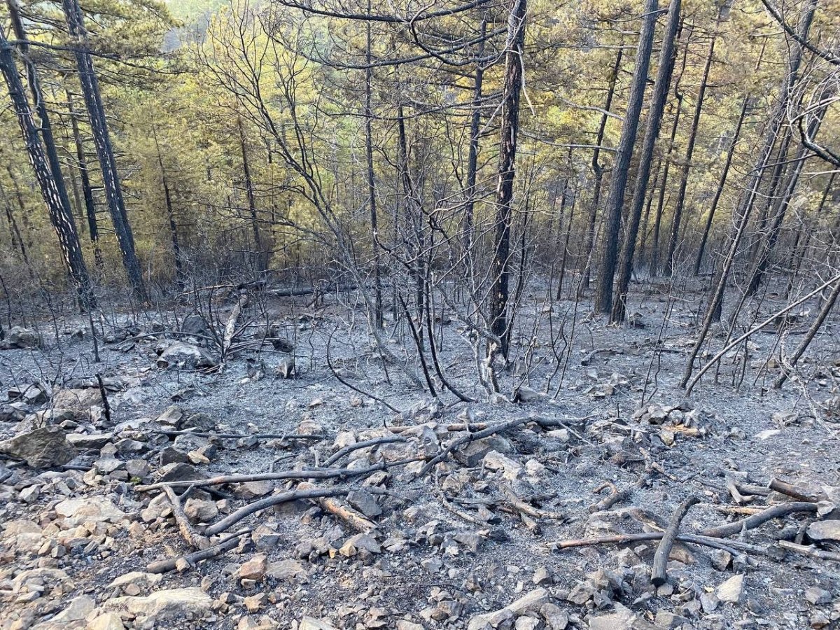Bursa da orman yangını: 18 saatin sonunda kontrol altına alındı #4