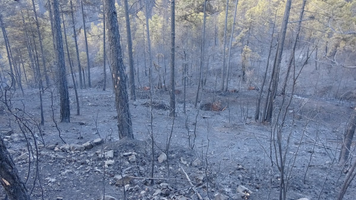 Bursa da orman yangını: 18 saatin sonunda kontrol altına alındı #6