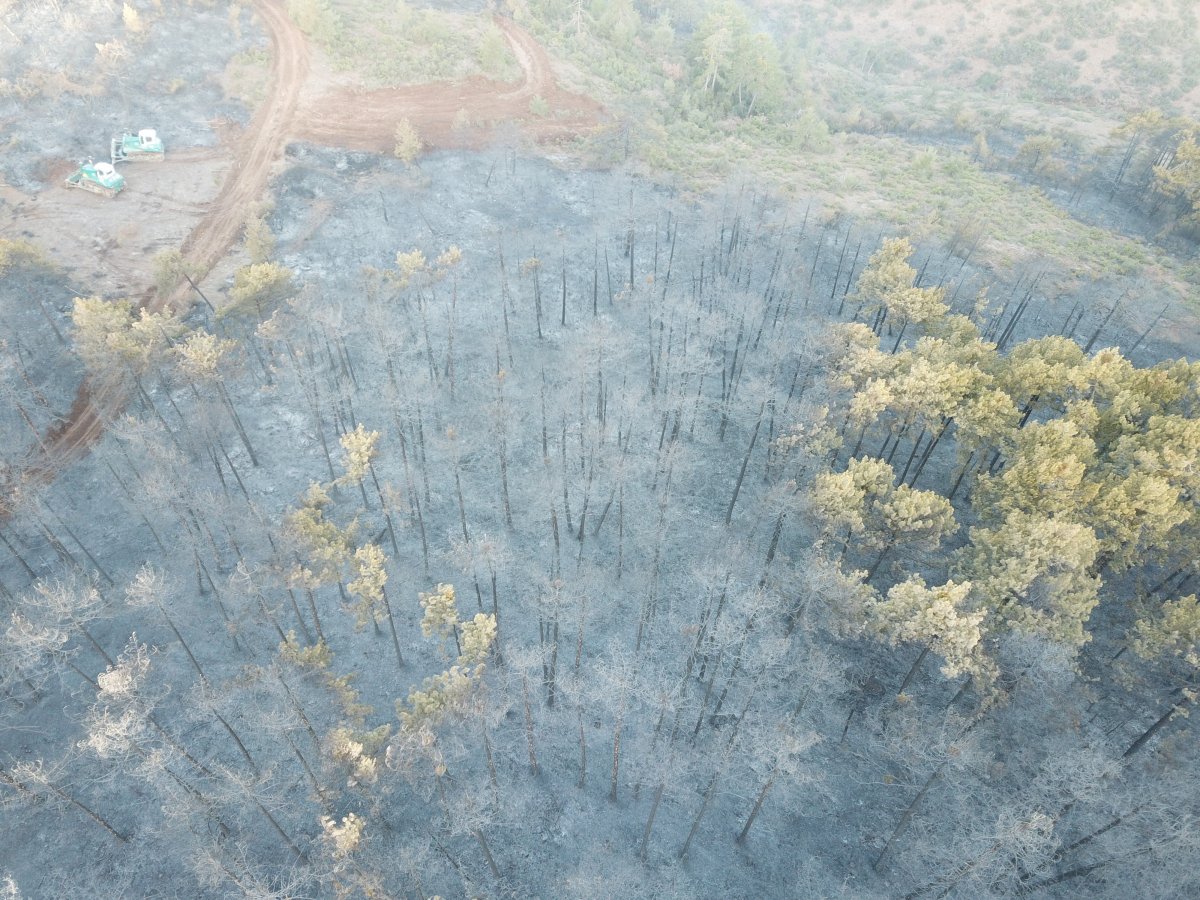 Bursa da orman yangını: 18 saatin sonunda kontrol altına alındı #8